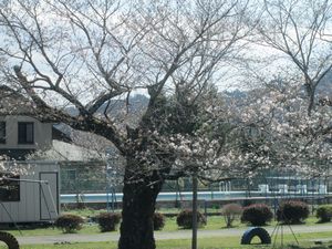 校庭の桜 校庭の桜